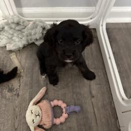 Female 2 - Black female Cockapoo puppy in Dahlonega, Georgia from Loveable Cockapoos