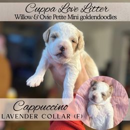 CAPPUCCINO - Parti female Goldendoodle puppy in Watertown, New York from True Friend Doodles