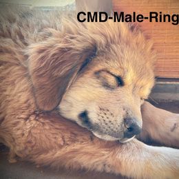 Red Collar - Badger male Colorado Mountain Dog puppy in Del Norte, Colorado from FAFO Ranch