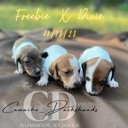 Dachshund Puppies from Camacho_Dachshunds