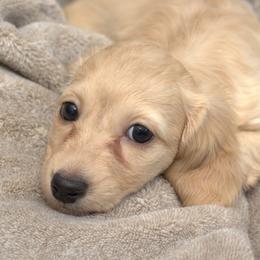 Mandi - Cream female Dachshund puppy in Cypress, Texas from Cypress Dachshunds