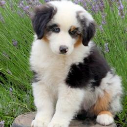 Arrow - Blue merle male Miniature American Shepherd puppy in Kalama, Washington from Lone Pine Miniature American Shepherds