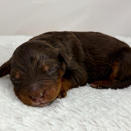 Americano - Phantom male Bernedoodle puppy in Fleming, Colorado from Vandenbark Doodles