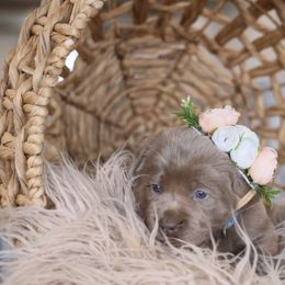 Miss Blue - Chocolate Labrador Retriever puppy in Morrill, Kansas from Grimm Girls Farm