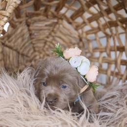 Miss Blue - Chocolate Labrador Retriever puppy in Morrill, Kansas from Grimm Girls Farm