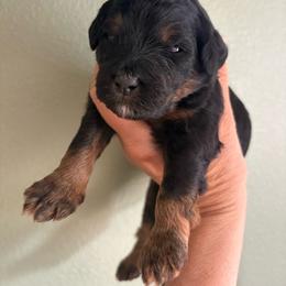 Texas ranger - Tri-color male Bernedoodle puppy in Carlotta, California from Lost Coast Bernese Mountain Dogs