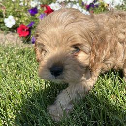 Cavapoos from Beyond Tails