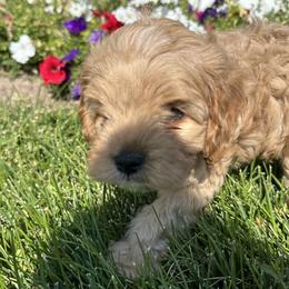 Cavapoos from Beyond Tails