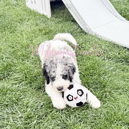 Zeus - Blue merle male Bernedoodle puppy in Omaha, Nebraska from Whimsy Doodles
