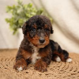 Tux - Tri-color male Bernedoodle puppy in Spokane, Washington from Doodle Love