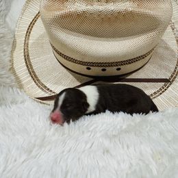 'Skip' - Red tri-color male Australian Shepherd puppy in Durand, Wisconsin from Larson’s Legacy Aussome Aussie Kennels