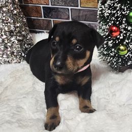 Lucky - Black and tan male Miniature Pinscher puppy in Baton Rouge, Louisiana from Pike's Pups