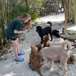 Poodle Puppies from FurEver Poodles