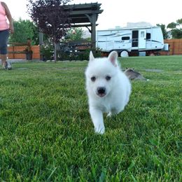 Pomsky Puppies from Promise Land Pomskies