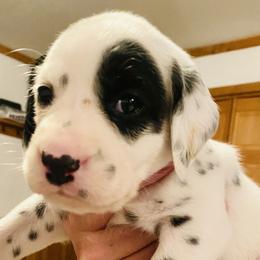 Oakley - Dalmatian puppy in Rhinelander, Wisconsin from Moen Lake Dalmatians