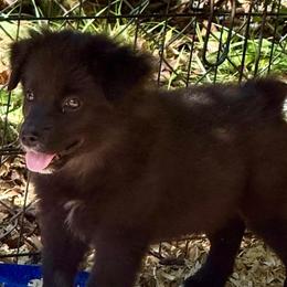 Woody - Black tri male Miniature Australian Shepherd puppy in Patterson, North Carolina from DreamLine Aussies