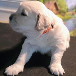 Boy 2 - Golden male Golden Retriever puppy in Linden, North Carolina from Meadows Golden Retrievers