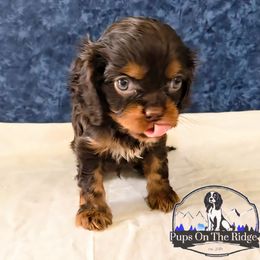 Ogie-boogie - Chocolate male Cavalier King Charles Spaniel puppy in Neosho, Missouri from Pups on the Ridge