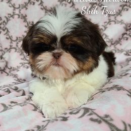 Shih Tzu Puppies from Precious Heirloom Shih Tzus