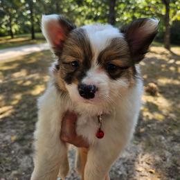 Mario - Sable male Pembroke Welsh Corgi puppy in Norwood, Missouri from McGraw's Paws 🐾