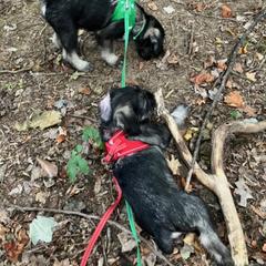 Standard Schnauzer Puppies from Songbird Standard Schnauzers