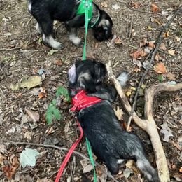 Standard Schnauzer Puppies from Songbird Standard Schnauzers