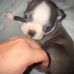 LEO - Blue male Boston Terrier puppy in Anderson, South Carolina from Lola’s House of Bostons & Rescue