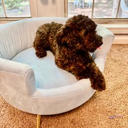 Nosa - Poodle