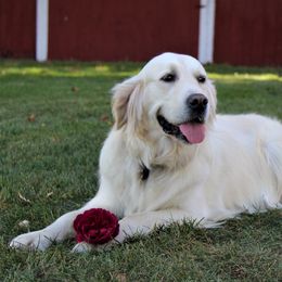 Leddi - Golden Retriever