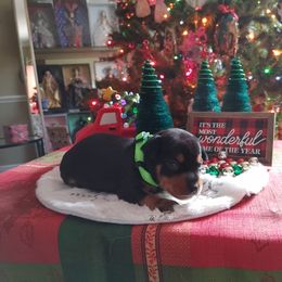 Boxer and Miniature Pinscher Puppies from Pike's Pups