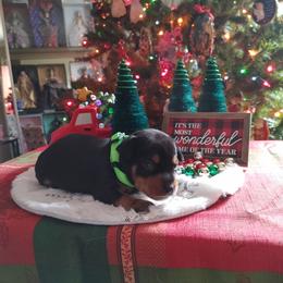 Boxer and Miniature Pinscher Puppies from Pike's Pups