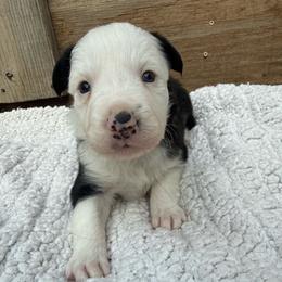 Sua - Black and white female Border Collie puppy in Mckinney, Texas from Border Collies of Ruidoso