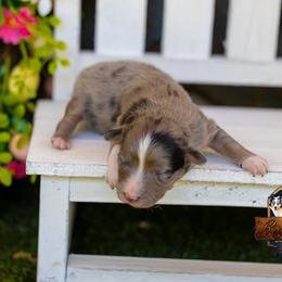 Malibu - Blue merle female Toy Australian Shepherd puppy in Granbury, Texas from Best Little Aussies