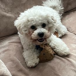 Bichon Frise Puppies from Blooming Bichons