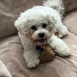 Bichon Frise Puppies from Blooming Bichons