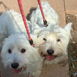 West Highland White Terrier puppies from San Diego Westies
