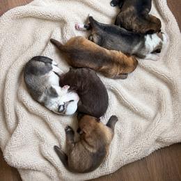 Panda Female 1 - Panda female German Shepherd puppy in Tafton, Pennsylvania from Pocono GSD