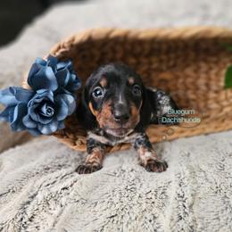 Sabrina black pie girl 2 - Piebald female Dachshund puppy in Herald, California from Bluegum Dachshunds