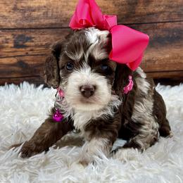 Rachel - Brown roan female Cockapoo puppy in Lancaster, Missouri from Cavapoo Acres