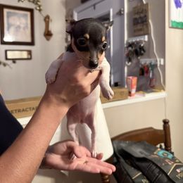 Lola's AE5 - White black and tan female Toy Fox Terrier puppy in Clermont, Florida from Debbie Hiles's Toy Fox Terriers