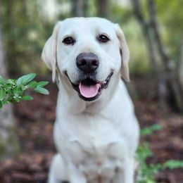 Dana - Labrador Retriever