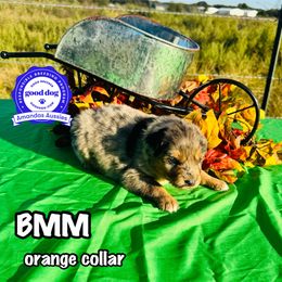 BMM orange collar - Blue merle male Australian Shepherd puppy in Greenville, Texas from Amandas Aussies
