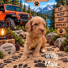 Willy - Red male Australian Labradoodle puppy in Eastover, North Carolina from Joyful Hearts Australian Labradoodles