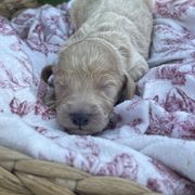 Boy 3 - male Irish Doodle puppy in Home, Pennsylvania from Plum Creek Acres Next Generation