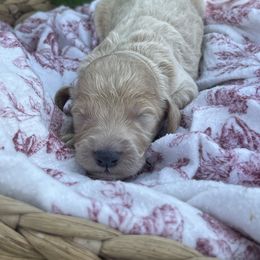 Boy 3 - male Irish Doodle puppy in Home, Pennsylvania from Plum Creek Acres Next Generation