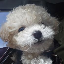 Poodle Puppies from Caboodles Of Poodles