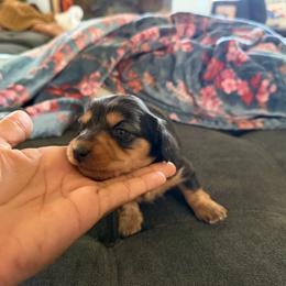 Carrie - Black and tan female Dachshund puppy in Rialto, California from DashiesDachLLC