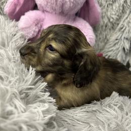 Bunny - Brindle female Dachshund puppy in Mt Sterling, Ohio from Murphy's 4 paws and a tail