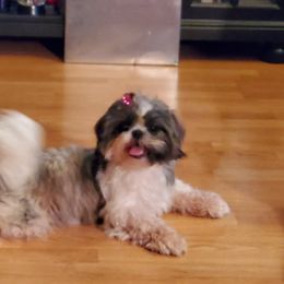 Shih Tzu Puppies from Cutie Pie Shih Tzu
