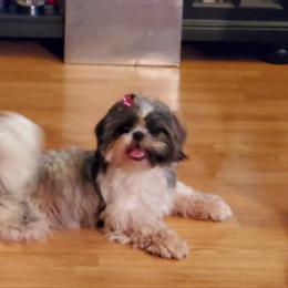 Shih Tzu Puppies from Cutie Pie Shih Tzu